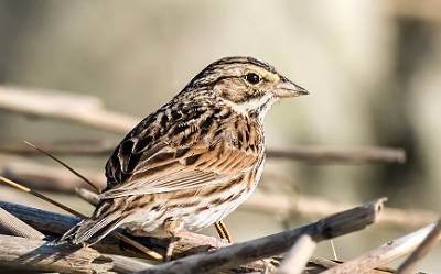 129: Sparrow - Savannah-1