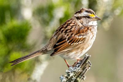 130: Sparrow - White-throated-1