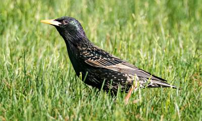 131: Starling - European-1