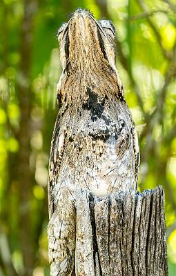 132: Stickbird - Common potoo-1