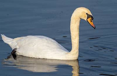 134: Swan - Mute-2