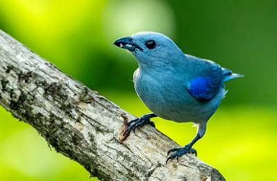 136: Tanager - Bluegray-2