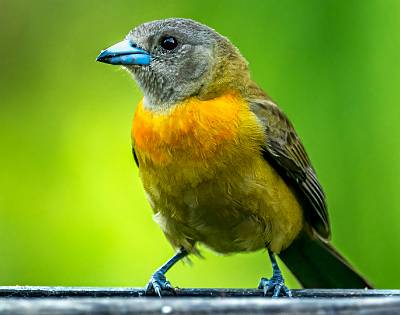 137: Tanager - Passerinis-1