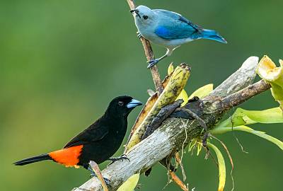 138: Tanager - Scarlet-rumped-1