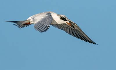 139: Tern - Fosters-1