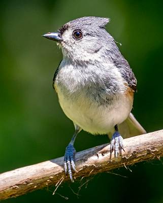 142: Titmouse - Tufted-1