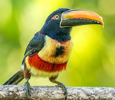 143: Toucan - Fiery-billed Aracari-1