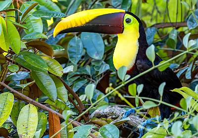 144: Toucan - Yellow Throated-1