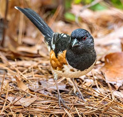 145: Towhee - Eastern-1