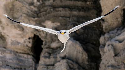 147: Tropicbird - Black And White-2