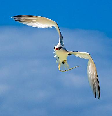 148: Tropicbird - Black And White-3