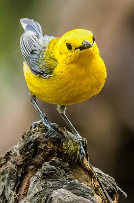 153: Warbler - Prothonotary-1