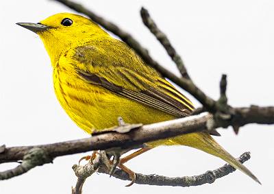 154: Warbler - Yellow-1