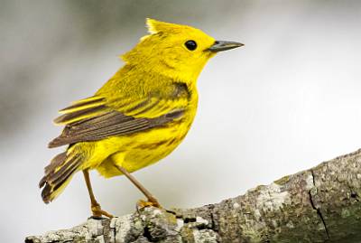 155: Warbler - Yellow-2