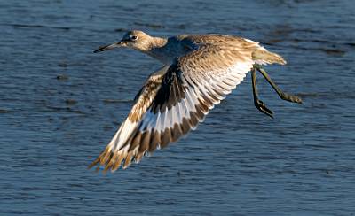 156: Willet-1