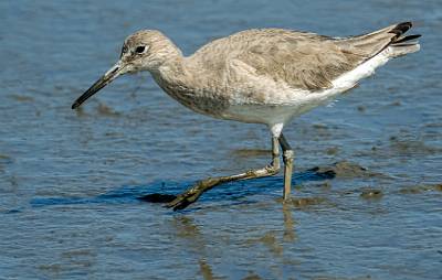 157: Willet-2