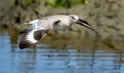 158: Willet-3