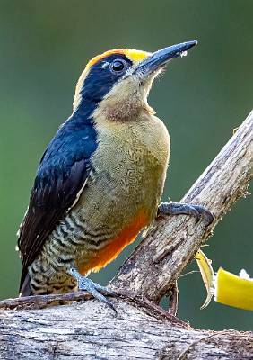 159: Woodpecker - Black-cheeked-1