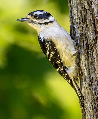 160: Woodpecker - Downy-1