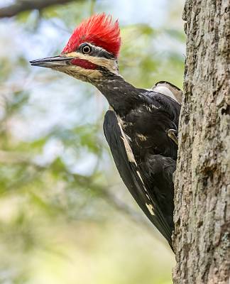 161: Woodpecker - Pileated-1