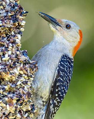 162: Woodpecker - Red-bellied-1