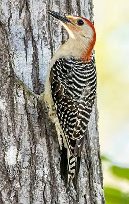 163: Woodpecker - Red-bellied-2