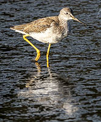 167: Yellowlegs - Greater-1