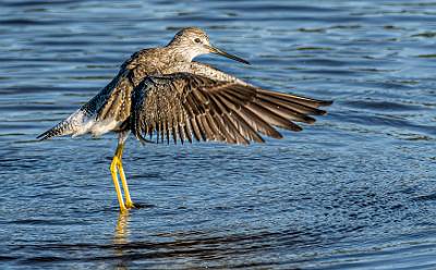 168: Yellowlegs - Greater-2