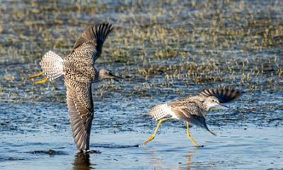 169: Yellowlegs - Greater-3