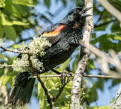 218: Blackbird - Red-winged-2