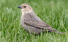 18: Cowbird - Brown-headed-1