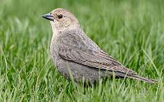 16: Cowbird - Brown-headed-2