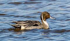 47: Duck - Northern Pintail-2