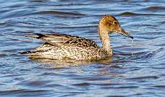 48: Duck - Northern Pintail-3