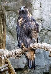 50: Eagle - Golden-1