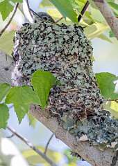 78: Gnatcatcher - Blue-gray-1