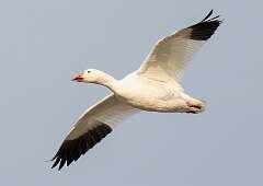 65: Goose - Snow-1