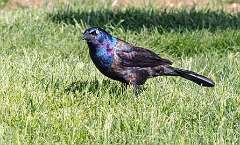 84: Grackle - Common-1