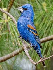 86: Grosbeak - Blue-1