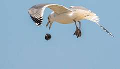95: Gull - Herring-2