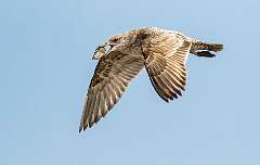 97: Gull - Herring-4