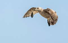 98: Gull - Herring-5