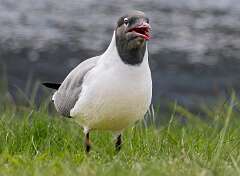 100: Gull - Laughing-1