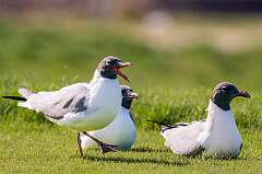 101: Gull - Laughing-2