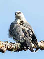 106: Hawk - Mississippi Kite-1