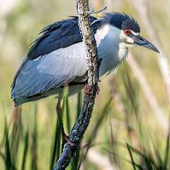 111: Heron - Black-crowned Night-1