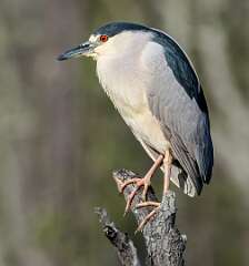 112: Heron - Black-crowned Night-2