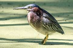 116: Heron - Green-1