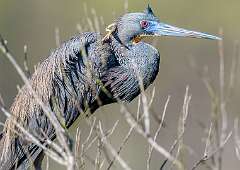 121: Heron - Tri-color-2