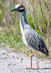 123: Heron - Yellow-Crowned Night-1